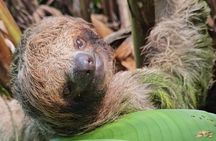 Sloth Discovery and Rio Celeste Waterfall 
