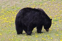 Xclusive Wonders of Waterton Your Private Journey of Nature’sBest