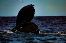 5-Day Baja Whale Safari: 2 Whale Species & Snorkeling Experiences