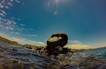 Sea Lion Snorkeling & Island Beach Picnic – Espíritu Santo Tour