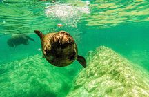 Sea Lion Snorkeling & Island Beach Picnic – Espíritu Santo Tour