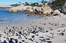 Table Mountain, Boulder's Penguins, Cape of Good Hope&Cape Point
