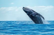 Whale Watching Adventure -Speed Boat & Small Group