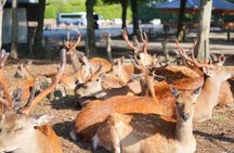 Nara Early Bird Tour (Kyoto Departure Option Available)