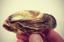 Island Tour with Oyster Tasting & Merroir Experience P.E.I.