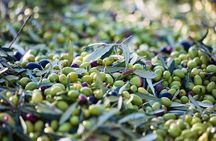 Small Group Olive Oil and Wine Tour with Light Lunch