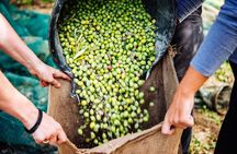 Small Group Olive Oil and Wine Tour with Light Lunch