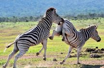 Great Addo Elephant Park Adventure Safari 