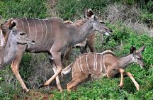Great Addo Elephant Park Adventure Safari 
