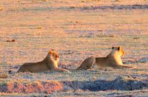 South Africa, Botswana and Zimbabwe Wildlife Adventure