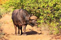 South Africa, Botswana and Zimbabwe Wildlife Adventure
