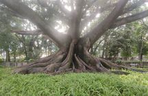 Lalbagh Botanical Garden Early Morning Walk + Breakfast at MTR