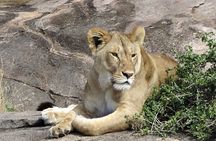6 Days Private Midrange Tour of Tanzania Safari 