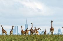 Giraffe Center and Karen Blixen Day Tour