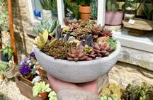 Succulent Bowl Planting Activity in Cirencester
