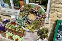 Succulent Bowl Planting Activity in Cirencester
