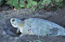 Turtle Tour Tortuguero National Park