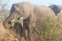 Aquila big five safari with transport, lunch Exclusive park fee.