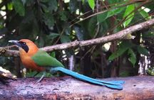 Jungle Tour Bird Watching and Local Fauna from Guatapé