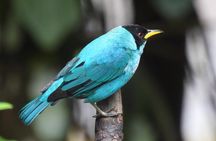 Jungle Tour Bird Watching and Local Fauna from Guatapé