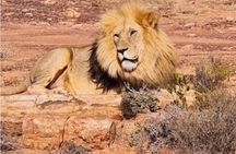 Aquila big five safari with transport, lunch Exclusive park fee.