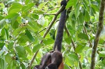 Cahuita National Park & Bribri chocolate & Waterfall visit.
