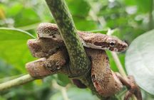 Cahuita National Park & Bribri chocolate & Waterfall visit.