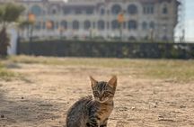 Alexandria Highlights Day Tour From Cairo