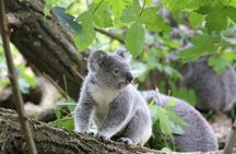 Melbourne: Great Ocean Road Day Tour with Bilingual Driver