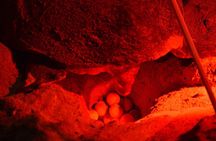 3 Hour Turtle Watching Experience in Boa Vista 