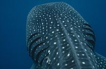 From Isla Mujeres/Riviera Maya: Swim with whale sharks!!