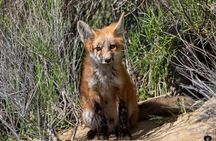 Yellowstone Wildlife and Photo Upper Loop Tour West Yellowstone 