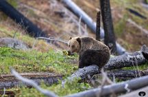 Yellowstone Wildlife and Photo Upper Loop Tour West Yellowstone 