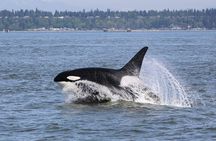 Whale Watching Adventure from Vancouver BC