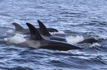 Whale Watching Adventure from Vancouver BC