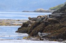 Whale Watching Adventure from Vancouver BC