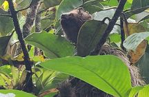 Río Celeste Waterfall & Sloth Seeking + Coffee & Chocolate Tour