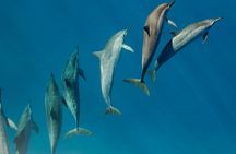 Private Wild Dolphin Encounter Day Trip