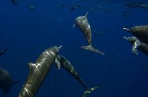 Private Wild Dolphin Encounter Day Trip