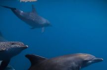Private Wild Dolphin Encounter Day Trip
