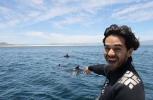 Private Wild Dolphin Encounter Day Trip