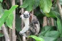 Wildlife boat tour at Gatun Lake and Embera Indian Village