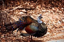 Calakmul Expedition : Jungle Trek & Ruins from Bacalar or Chetumal