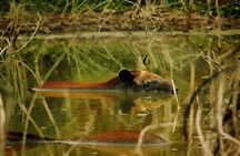 Exclusive Calakmul Expedition: Ruins & Jungle in Small Group