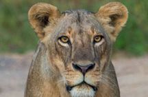 Nairobi National Park Half Day Tour with Landcruiser with Pickup