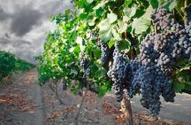 Wine tasting experience in the Apulian countryside 