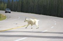 Spanish Private Tour to Banff and Lake Louise Canada from Calgary