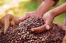 Fairview Coffee Estate, Limuru Kenya Farm Tour From Nairobi