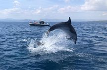 Dolphin Watching and Snorkeling in Figarolo in Sardinia