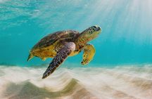 Private Sightseeing Tour in Nassau with Lunch